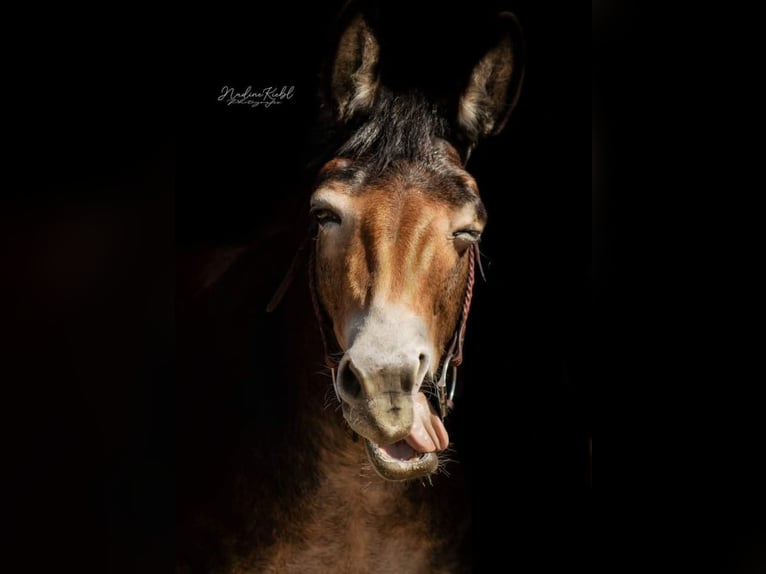 Mule Mare 7 years 13,1 hh in Ober-Grafendorf