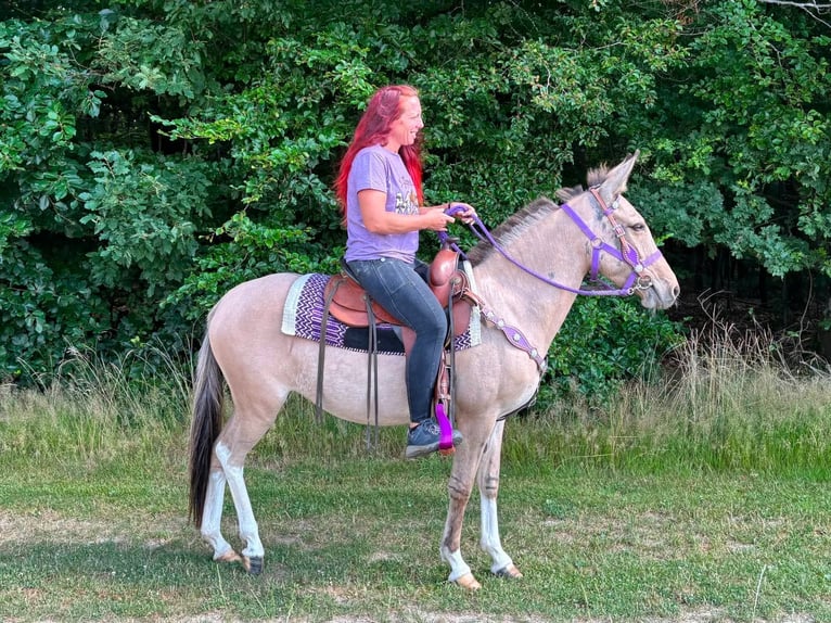 Mule Mare 7 years 13.2 hh Dun in Linkenbach