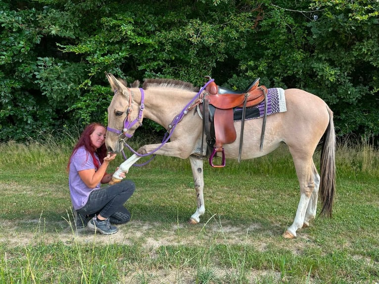 Mule Mare 7 years 13.2 hh Dun in Linkenbach
