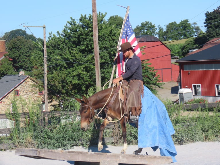 Mule Mare 7 years 13,2 hh Bay in Honey Brook