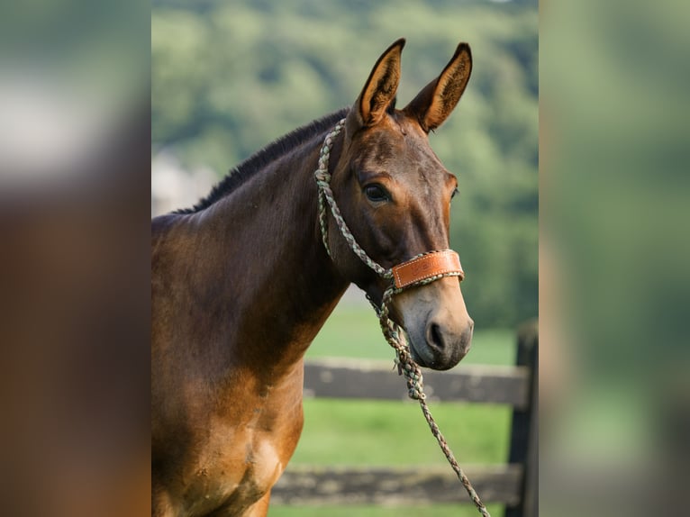Mule Mare 7 years 13,2 hh Bay in Honey Brook