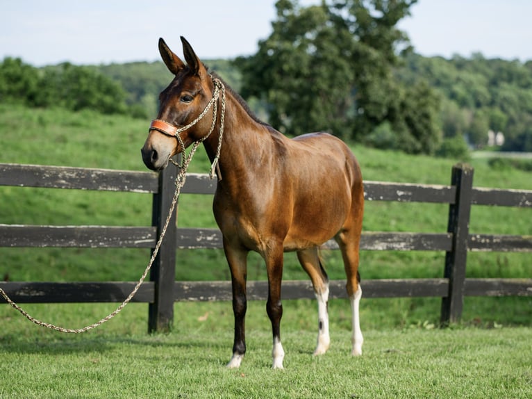 Mule Mare 7 years 13,2 hh Bay in Honey Brook