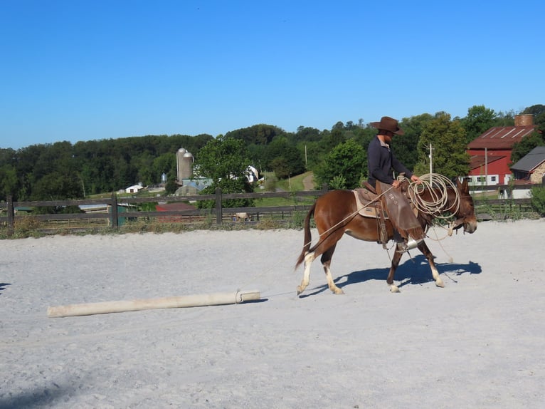 Mule Mare 7 years 13,2 hh Bay in Honey Brook