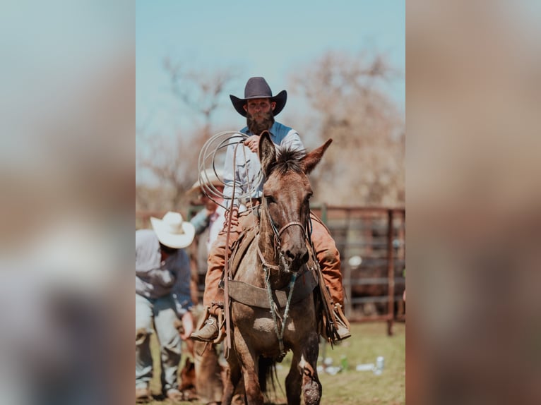 Mule Mare 7 years 14,3 hh Grullo in Whitewood