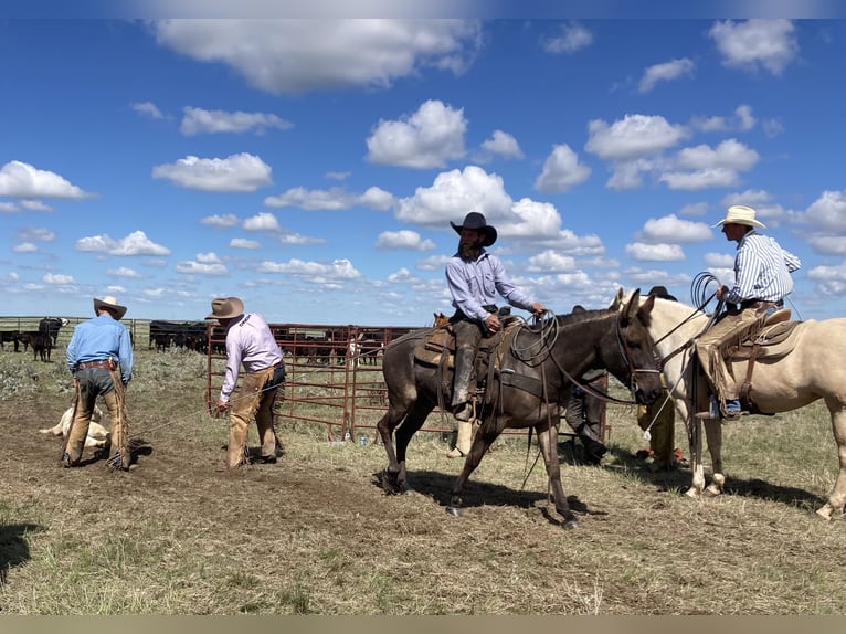 Mule Mare 7 years 14,3 hh Grullo in Whitewood