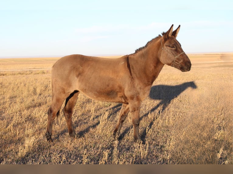 Mule Mare 7 years 14,3 hh Grullo in Whitewood