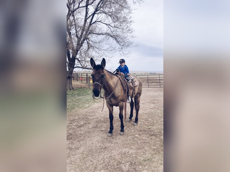 Mule Mare 7 years 14,3 hh Grullo in Whitewood