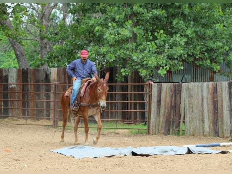 Mule Mare 7 years 15 hh Sorrel in Whitesboro