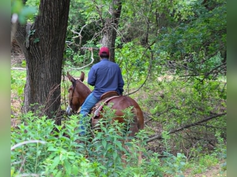 Mule Mare 7 years 15 hh Sorrel in Whitesboro