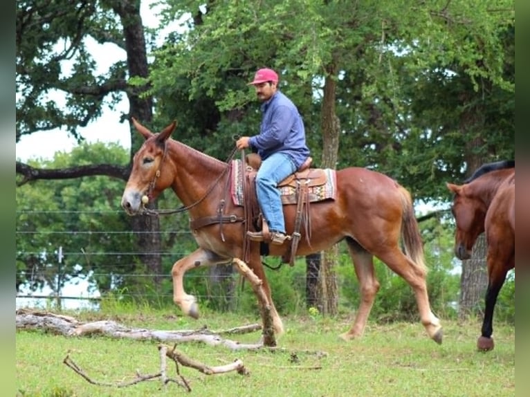 Mule Mare 7 years 15 hh Sorrel in Whitesboro