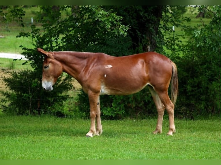 Mule Mare 7 years 15 hh Sorrel in Whitesboro