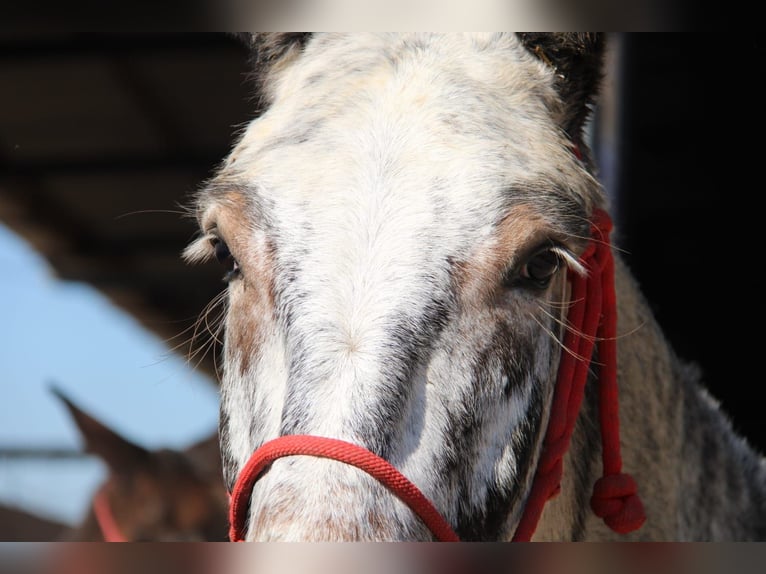 Mule Mare 7 years 16.1 hh Overo-all-colors in Vejer de la Frontera