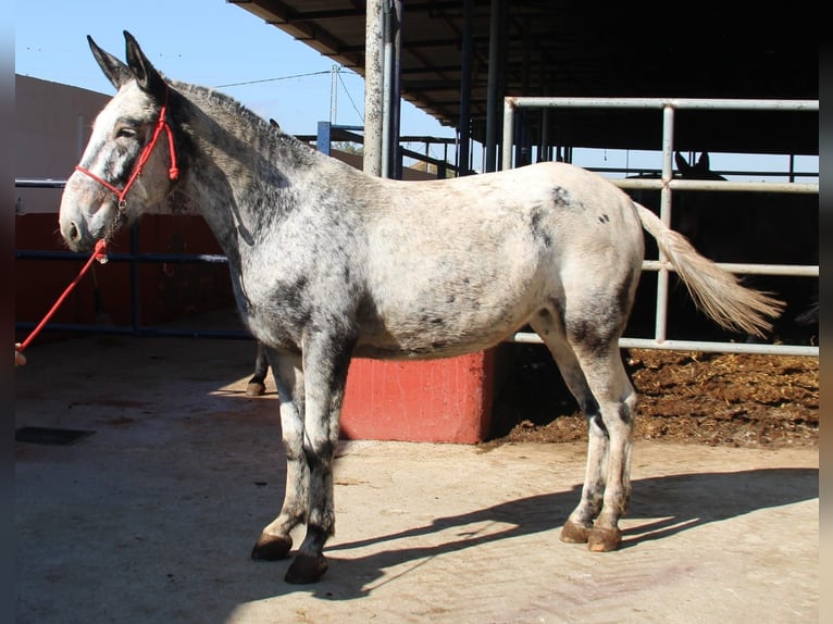 Mule Mare 7 years 16.1 hh Overo-all-colors in Vejer de la Frontera