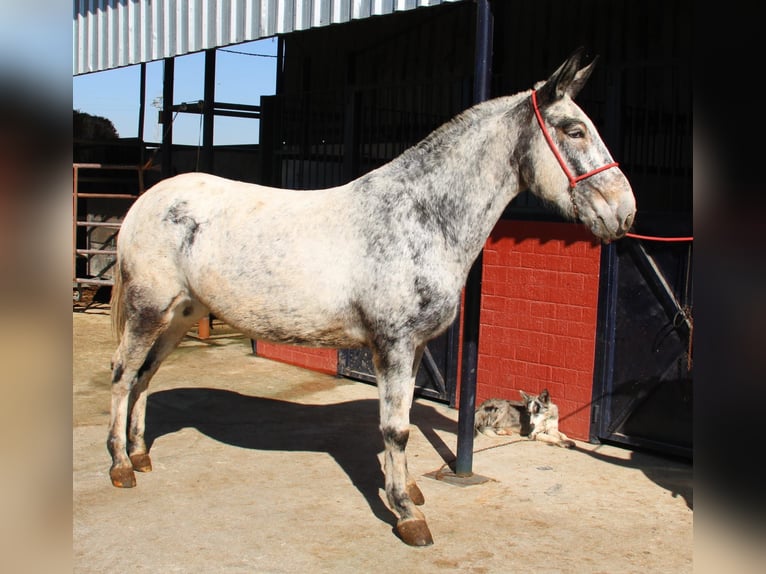 Mule Mare 7 years 16.1 hh Overo-all-colors in Vejer de la Frontera