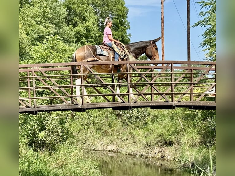 Mule Mare 7 years 16 hh Bay in Cannon Falls, MN