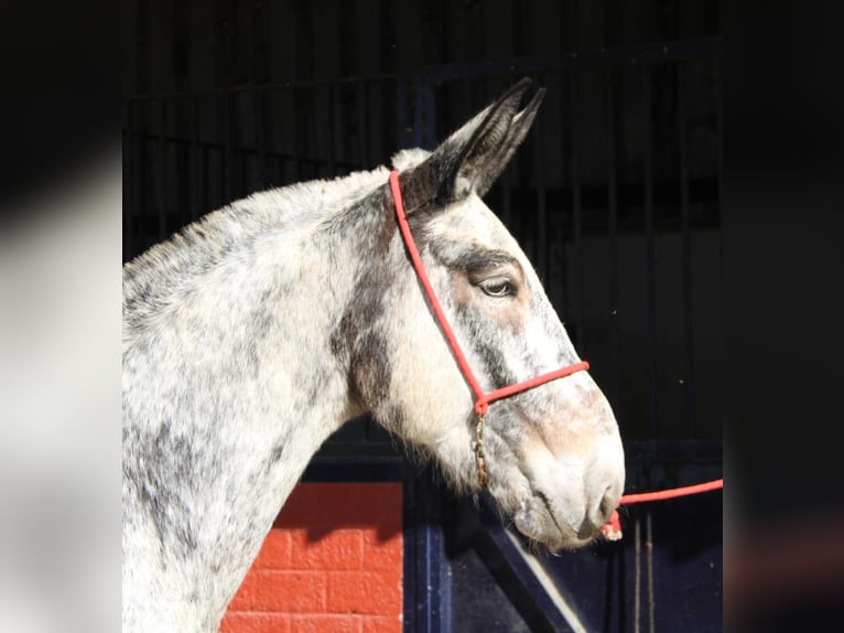 Mule Mare 7 years 16,1 hh Overo-all-colors in Vejer de la Frontera