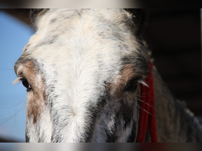 Mule Mare 7 years 16,1 hh Overo-all-colors in Vejer de la Frontera