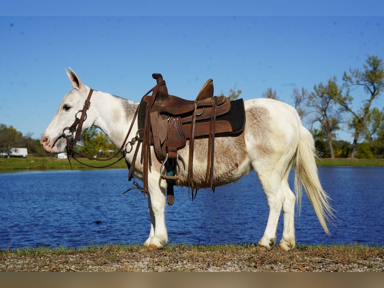 Mule Mare 7 years 8 hh Grey in Corsica