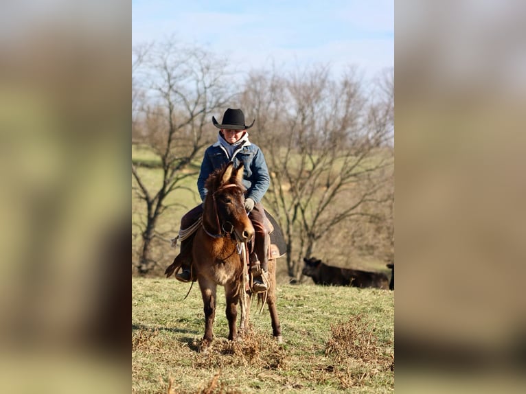 Mule Mare 7 years 9,2 hh Bay in Brooksville KY