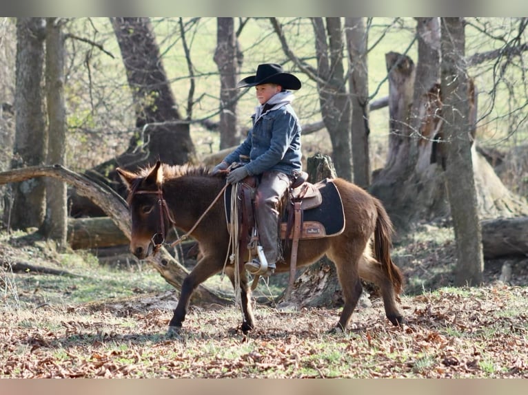 Mule Mare 7 years 9,2 hh Bay in Brooksville KY