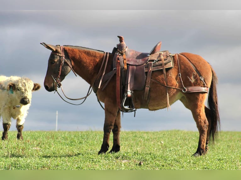Mule Mare 8 years 13,2 hh Red Dun in Rebersburg