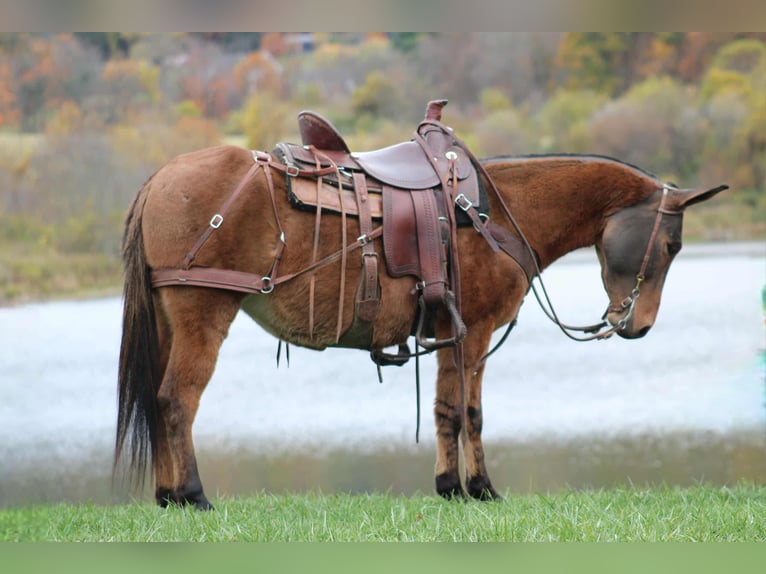 Mule Mare 8 years 13,2 hh Red Dun in Rebersburg