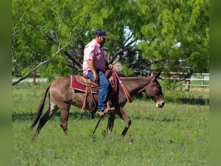 Mule Mare 8 years 13 hh Grullo in Whitesboro