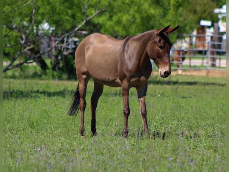 Mule Mare 8 years 13 hh Grullo in Whitesboro