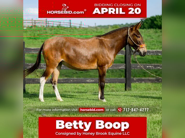 Mule Mare 8 years 13,2 hh Bay in Honey Brook