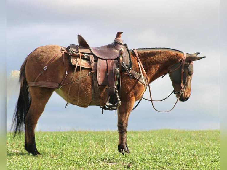 Mule Mare 8 years 13,2 hh Red Dun in Rebersburg