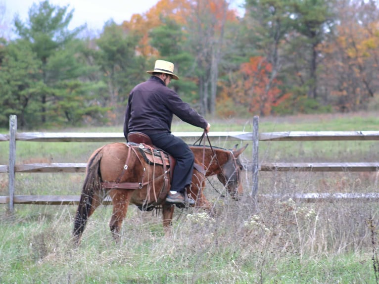 Mule Mare 8 years 13,2 hh Red Dun in Rebersburg