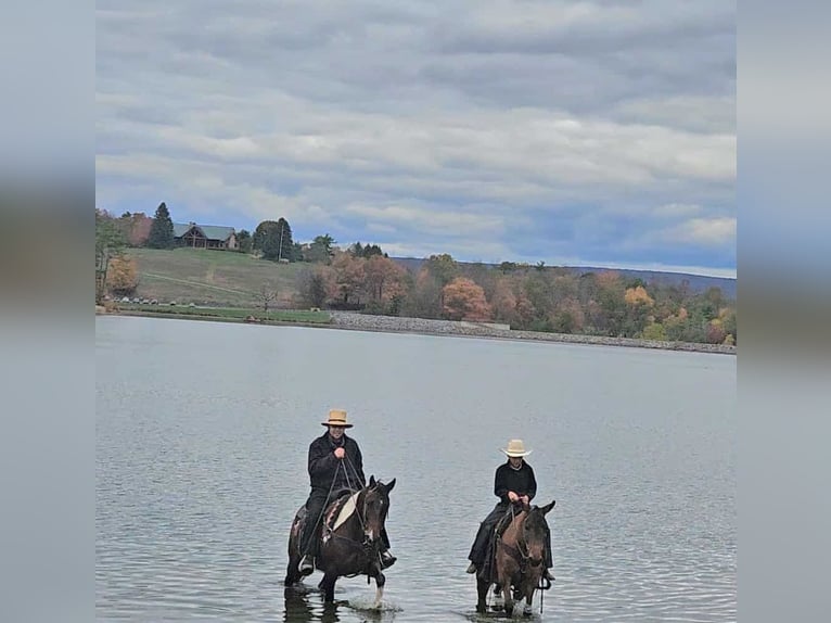 Mule Mare 8 years 13,2 hh Red Dun in Rebersburg