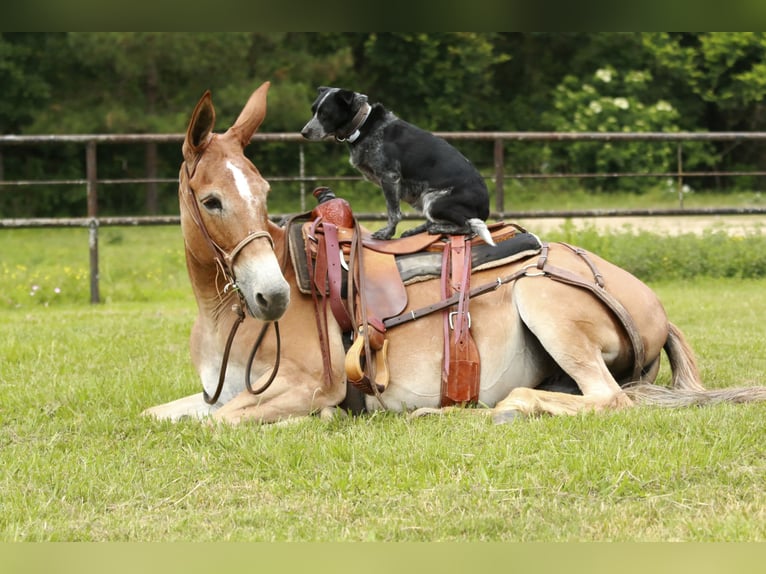Mule Mare 8 years 14,2 hh Red Dun in Huntsville