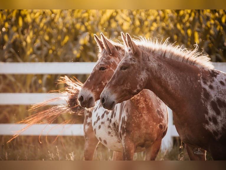 Mule Mare 8 years 15.1 hh Leopard-Piebald in Oberhausen