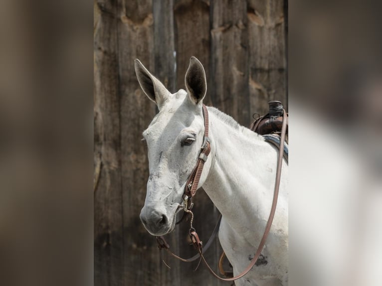 Mule Mare 8 years 15 hh Gray in Everett PA