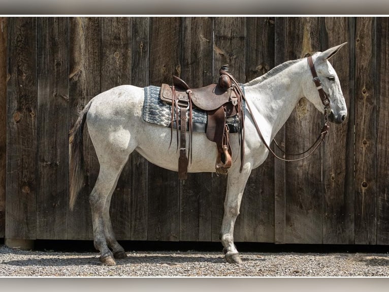 Mule Mare 8 years 15 hh Gray in Everett PA