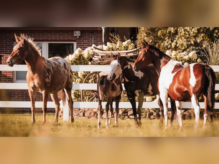 Mule Mare 8 years 15,1 hh Leopard-Piebald in Oberhausen