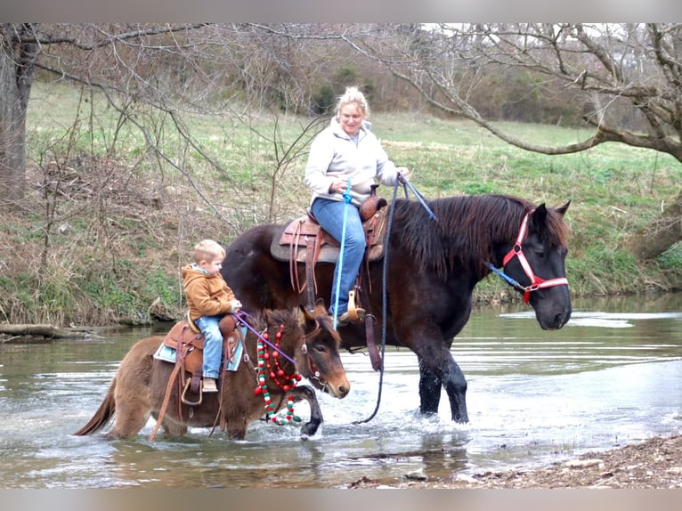 Mule Mare 8 years 9,2 hh in Brooksville KY