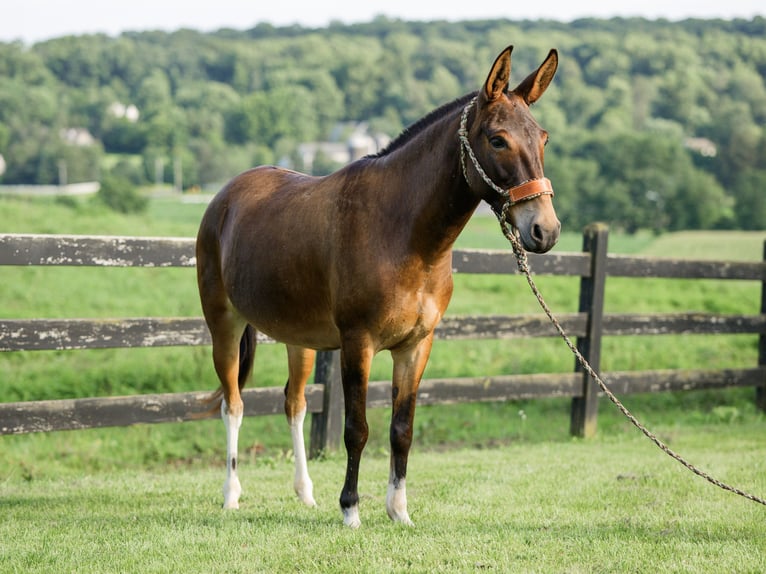 Mule Mare 8 years Bay in Honey Brook