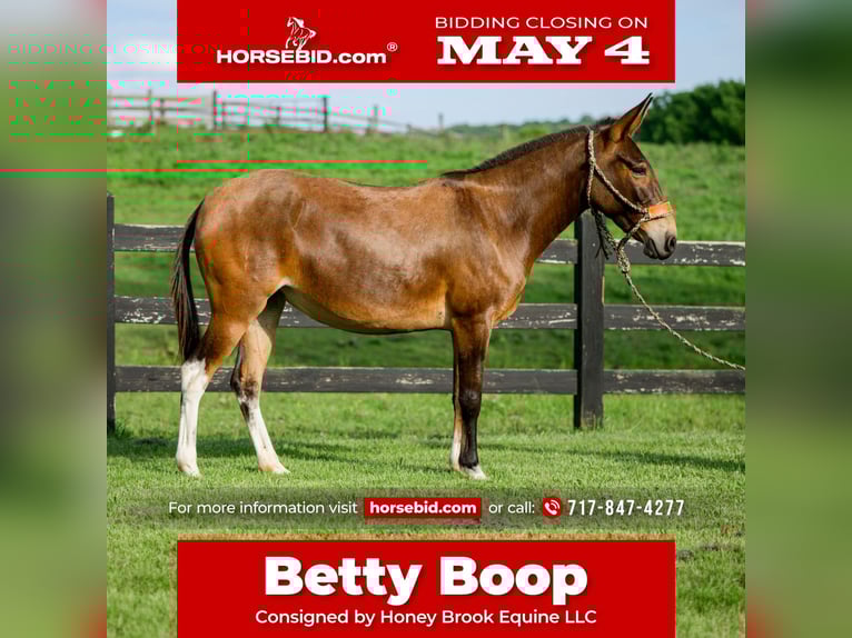 Mule Mare 8 years Bay in Honey Brook