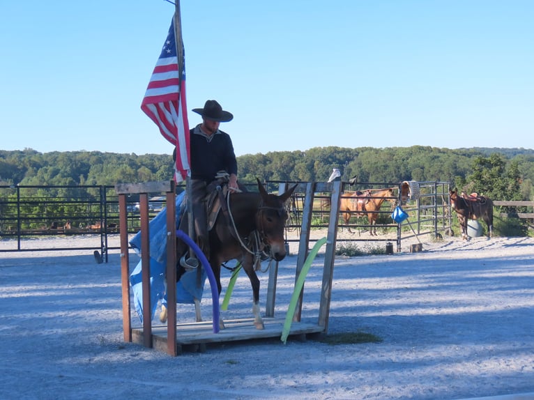 Mule Mare 8 years Bay in Honey Brook