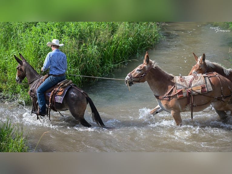 Mule Mare 8 years Pinto in Cannon Falls, MN