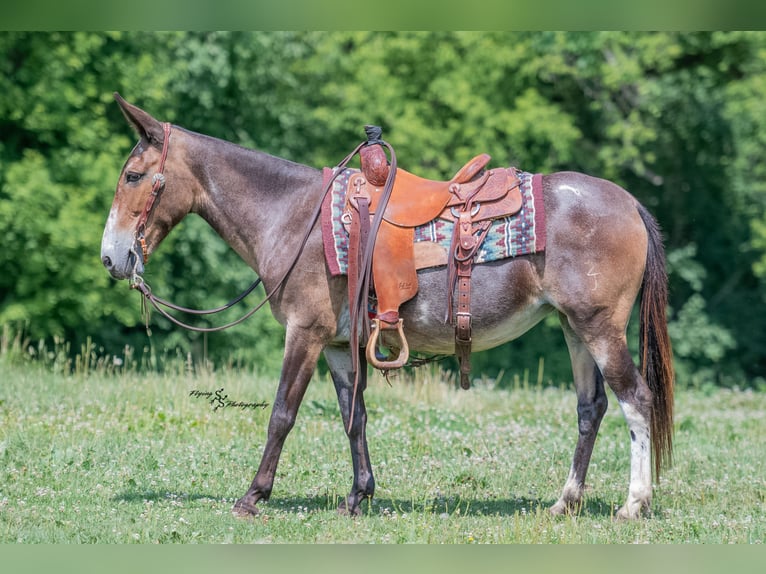 Mule Mare 8 years Pinto in Cannon Falls, MN