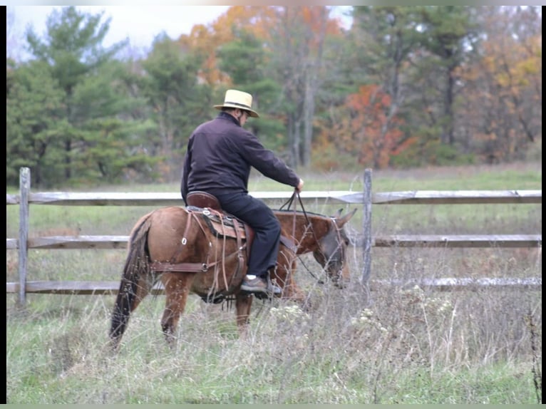 Mule Mare 8 years Red Dun in Rebersburg