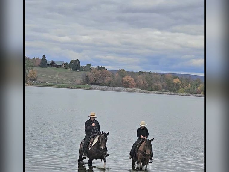 Mule Mare 8 years Red Dun in Rebersburg