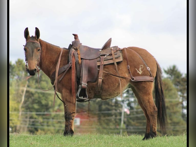 Mule Mare 8 years Red Dun in Rebersburg