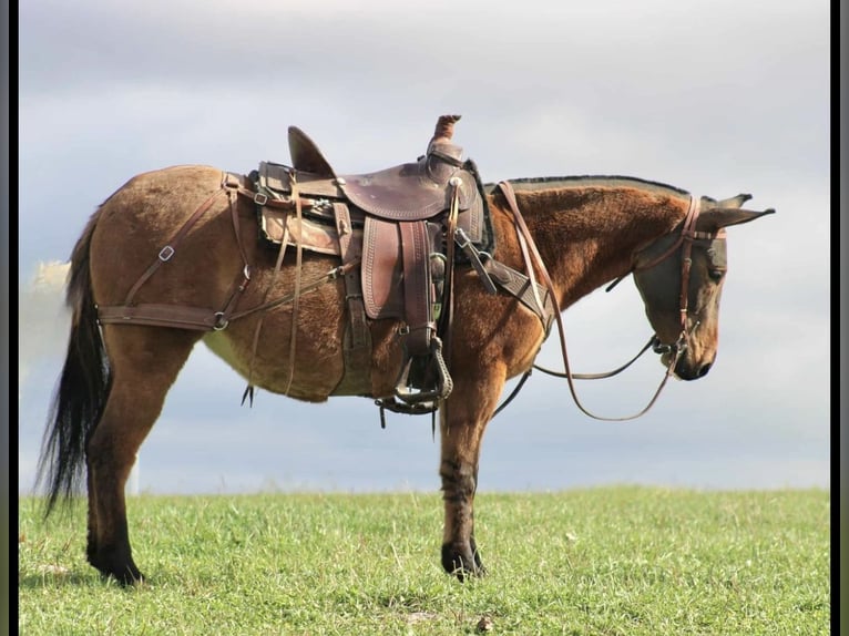 Mule Mare 8 years Red Dun in Rebersburg