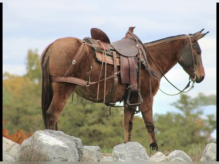 Mule Mare 8 years Red Dun in Rebersburg