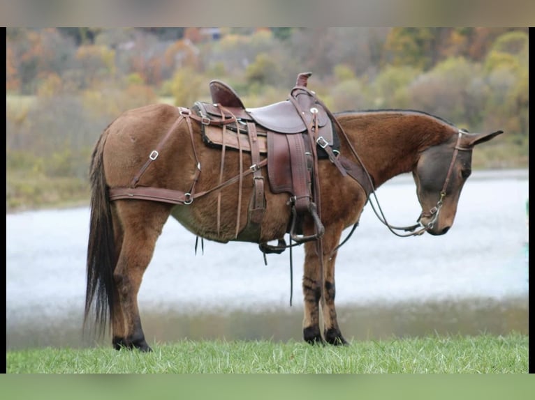 Mule Mare 8 years Red Dun in Rebersburg