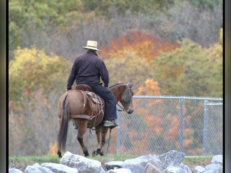 Mule Mare 8 years Red Dun in Rebersburg